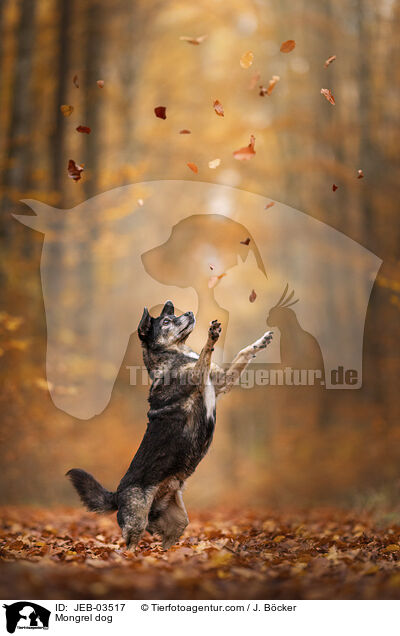 Mischling / Mongrel dog / JEB-03517