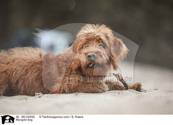 Mischling / Mongrel dog / SE-02092