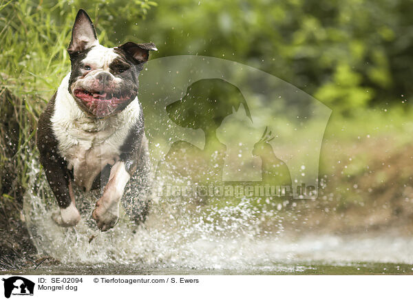 Mischling / Mongrel dog / SE-02094