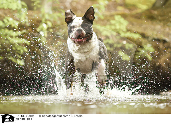 Mischling / Mongrel dog / SE-02096
