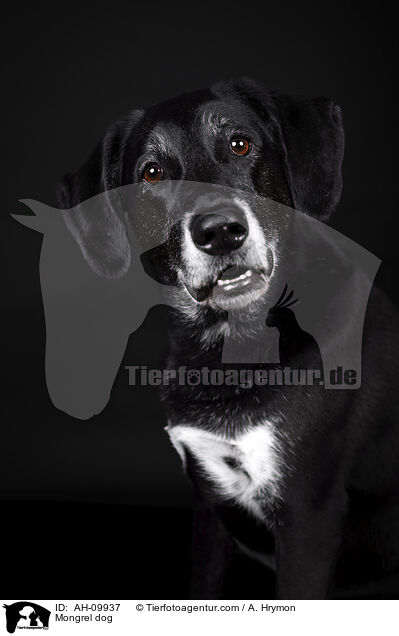 Mischling / Mongrel dog / AH-09937