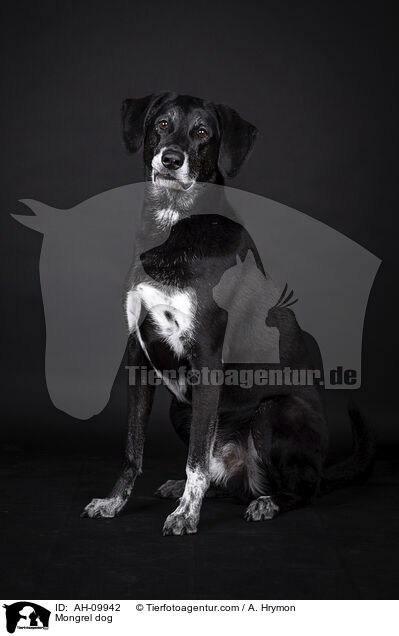 Mischling / Mongrel dog / AH-09942