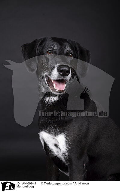 Mischling / Mongrel dog / AH-09944