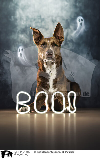 Mischling / Mongrel dog / RP-01789