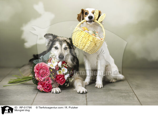 Mischling / Mongrel dog / RP-01796