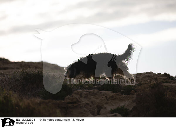 Mischling / mongrel dog / JM-22993