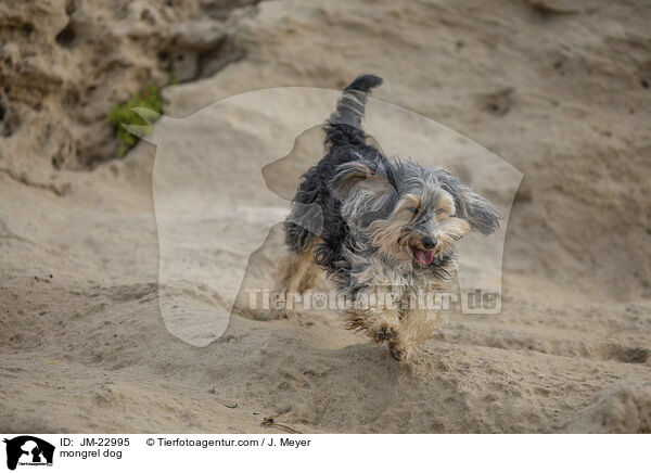 Mischling / mongrel dog / JM-22995