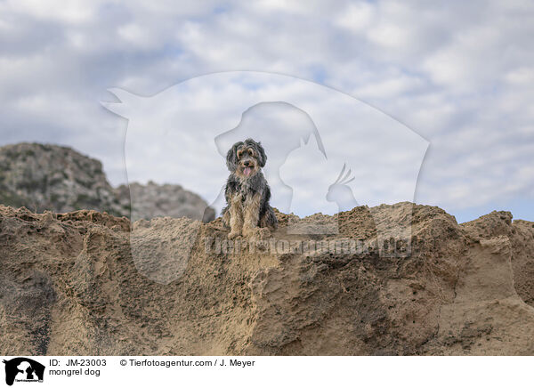 Mischling / mongrel dog / JM-23003