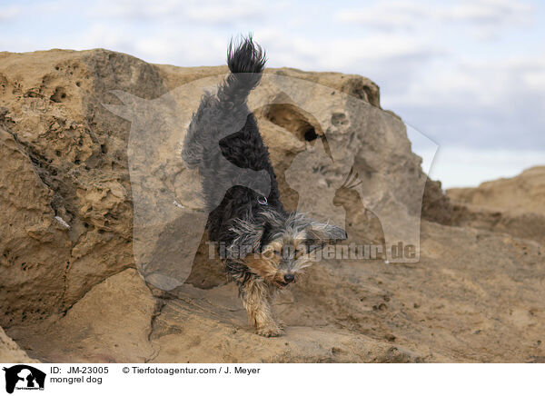Mischling / mongrel dog / JM-23005