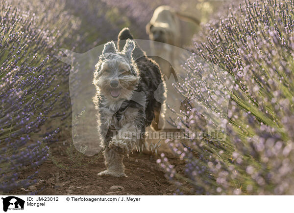 Mischling / Mongrel / JM-23012