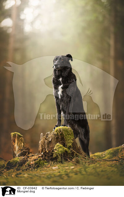 Mischling / Mongrel dog / CF-03942