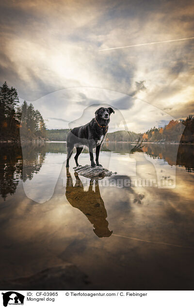 Mischling / Mongrel dog / CF-03965