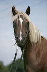 Black-Forest-Horse-Haflinger crossbreed