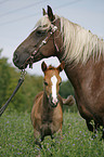 Black-Forest-Horse-Haflinger crossbreed