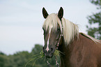 Black-Forest-Horse-Haflinger crossbreed