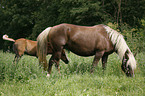 mare with foal