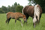 mare with foal