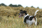 standing mongrel