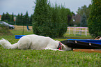 rescue dog has find the object