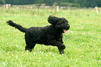 running Mongrel