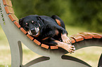 dog is lying on the bench