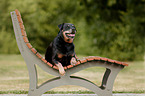 dog is lying on the bench