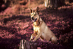 mongrel in the heather