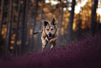 mongrel in the heather