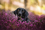 mongrel in the heather