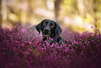 mongrel in the heather
