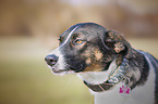 Mongrel portrait