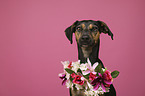 Mongrel portrait