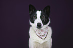 Mongrel portrait