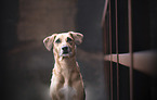Mongrel portrait