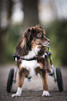 Mongrel with wheelchair