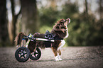 Mongrel with wheelchair