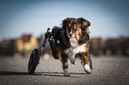 Mongrel with wheelchair