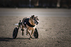 Mongrel with wheelchair