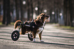 Mongrel with wheelchair