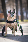 Mongrel with wheelchair