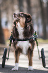 Mongrel with wheelchair