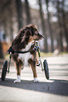 Mongrel with wheelchair