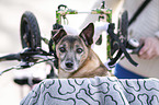 Mongrel in the bicycle basket