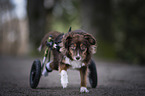 Mongrel with wheelchair