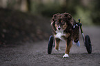 Mongrel with wheelchair