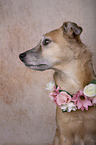 Mongrel portrait