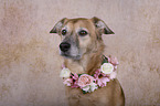Mongrel portrait