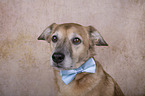 Mongrel portrait