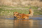Mongrel in the water