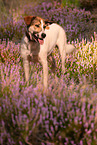 standing Mongrel